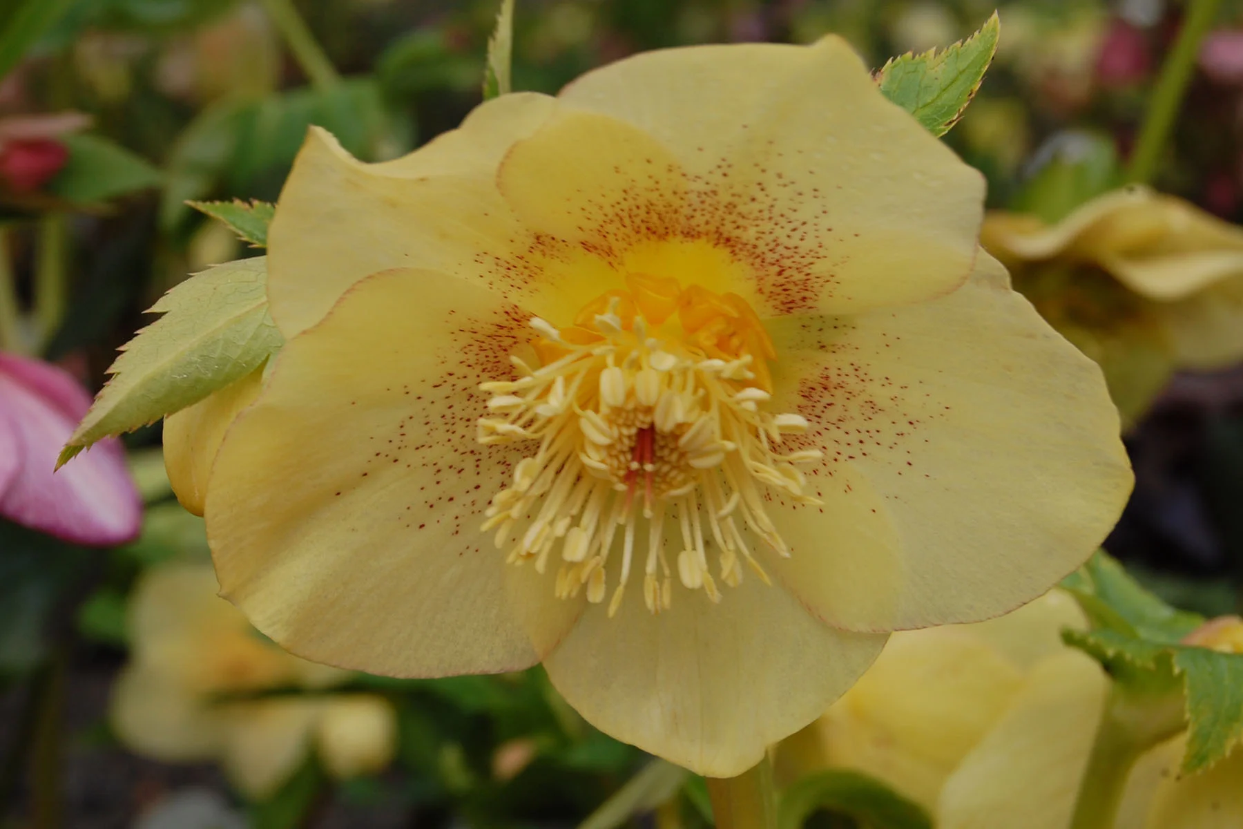 Helleborus 'Golden Sunrise' 1gl plant — Petal Heads